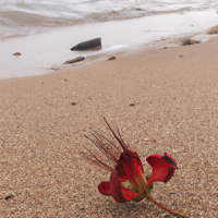 A single flower on the beach.